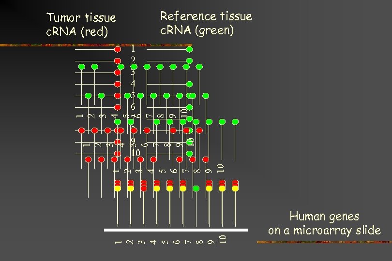 Reference tissue c. RNA (green) Tumor tissue c. RNA (red) 1 2 3 4