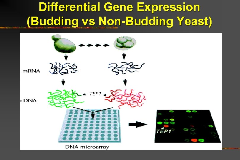 Differential Gene Expression (Budding vs Non-Budding Yeast) 