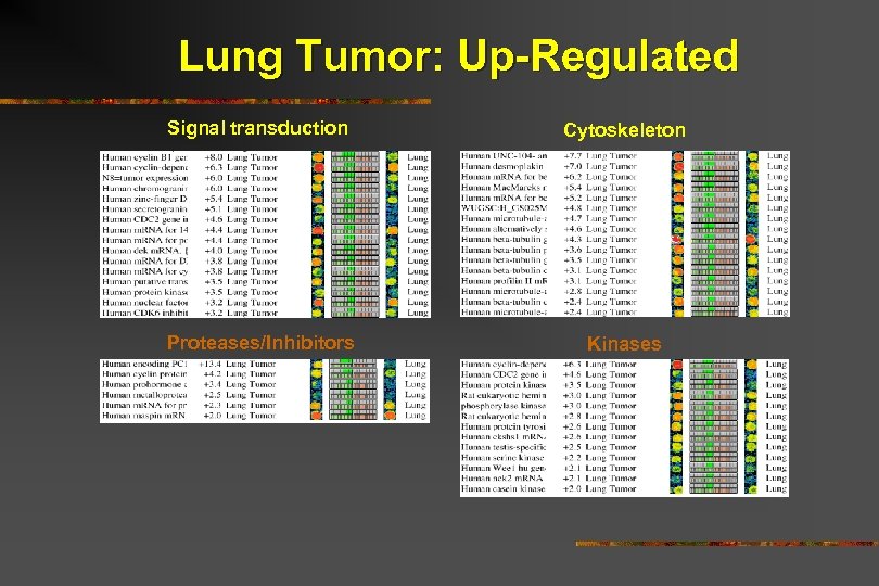 Lung Tumor: Up-Regulated Signal transduction Cytoskeleton Proteases/Inhibitors Kinases 