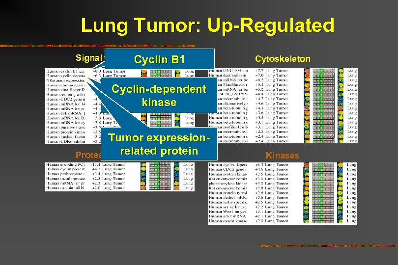 Lung Tumor: Up-Regulated Signal transduction Cyclin B 1 Cytoskeleton Cyclin-dependent kinase Tumor expressionrelated Proteases/Inhibitorsprotein