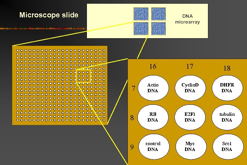 Microscope slide DNA microarray 16 17 18 7 Actin DNA Cyclin. D DNA DHFR