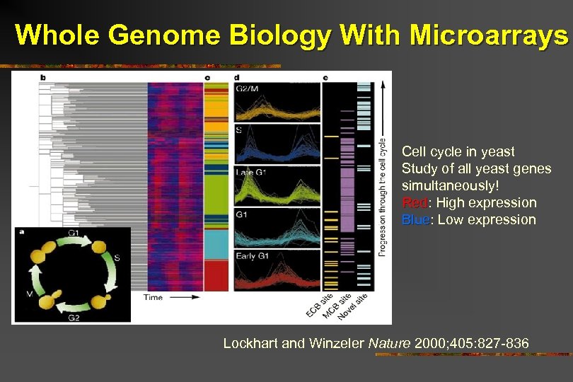 Whole Genome Biology With Microarrays Cell cycle in yeast Study of all yeast genes