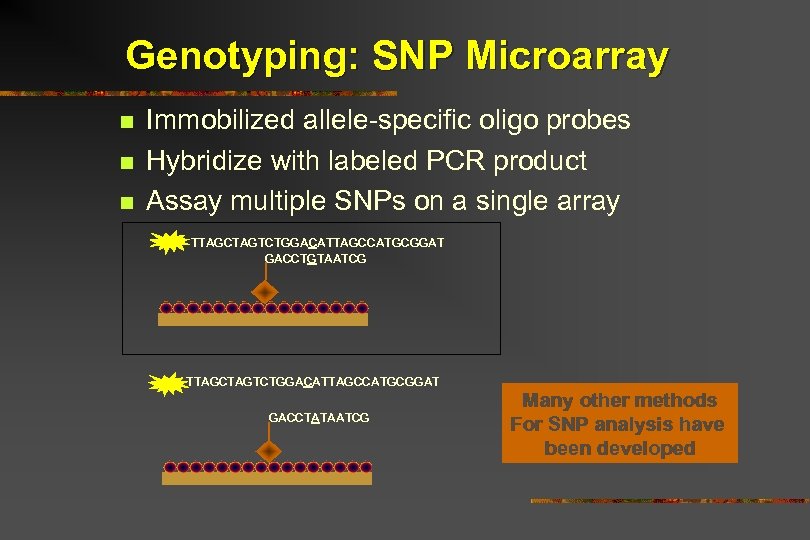 Genotyping: SNP Microarray n n n Immobilized allele-specific oligo probes Hybridize with labeled PCR