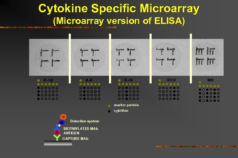 Cytokine Specific Microarray (Microarray version of ELISA) IL-1 IL-6 IL-10 marker protein cytokine Detection