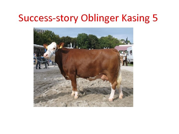 Success-story Oblinger Kasing 5 