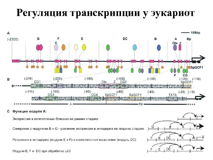 Регуляция транскрипции у эукариот 