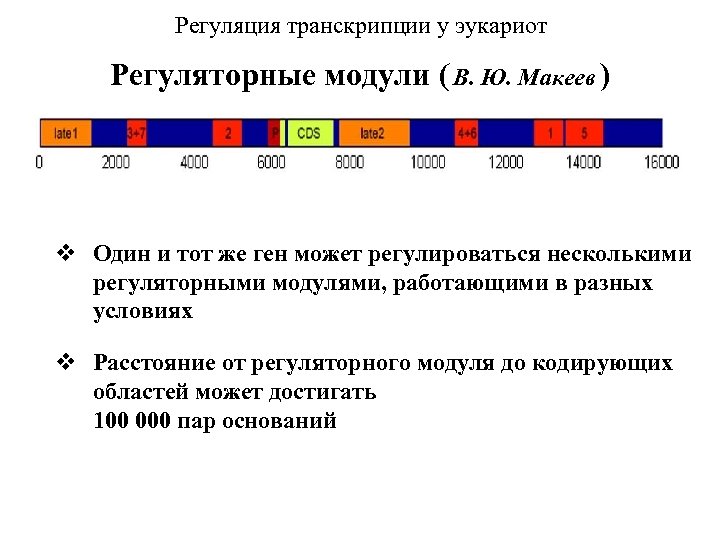 Регуляция транскрипции у эукариот Регуляторные модули ( В. Ю. Макеев ) v Один и