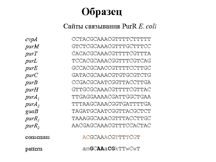 Образец Сайты связывания Pur. R E. coli cvp. A pur. M pur. T pur.