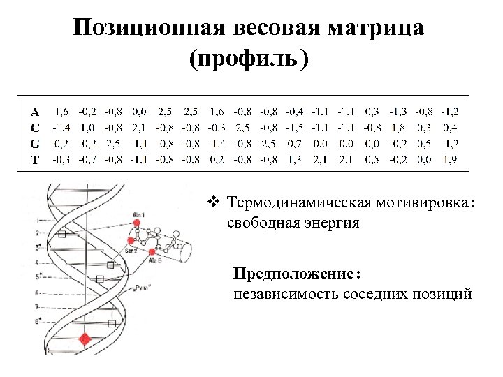 Позиционная весовая матрица (профиль ) v Термодинамическая мотивировка : свободная энергия Предположение : независимость