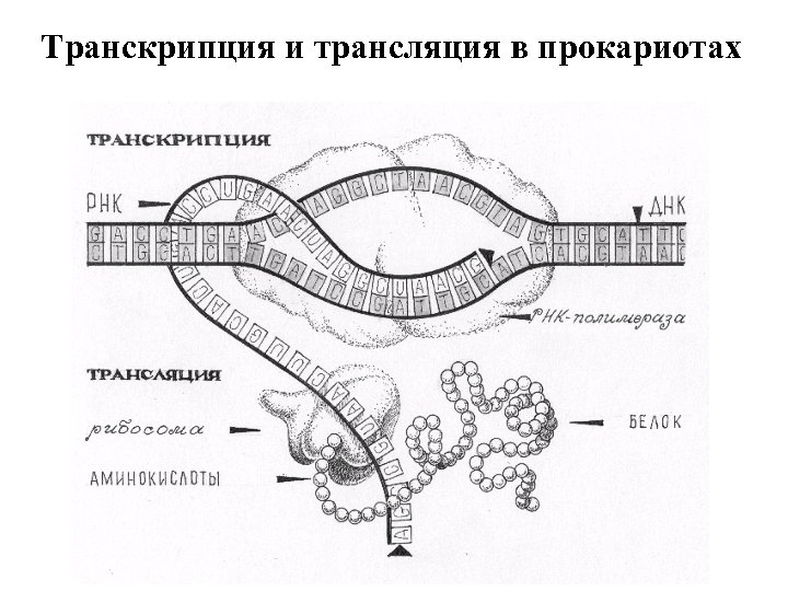 Транскрипция и трансляция в прокариотах 