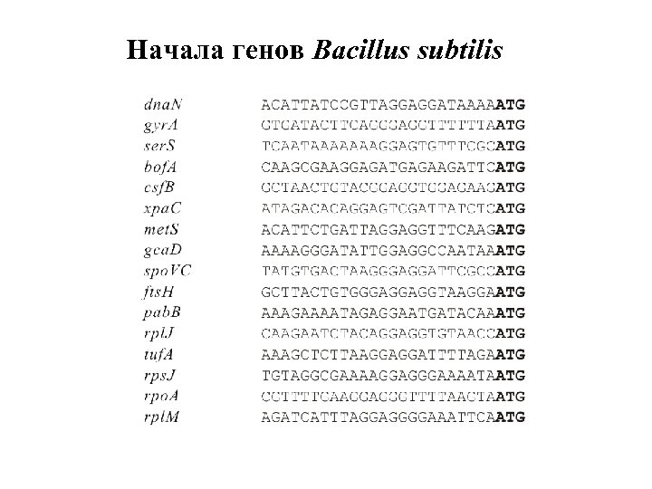 Начала генов Bacillus subtilis 