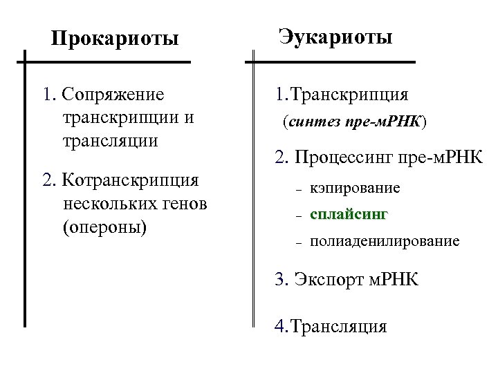 Прокариоты Эукариоты 1. Сопряжение транскрипции и трансляции 1. Транскрипция 2. Котранскрипция нескольких генов (опероны)