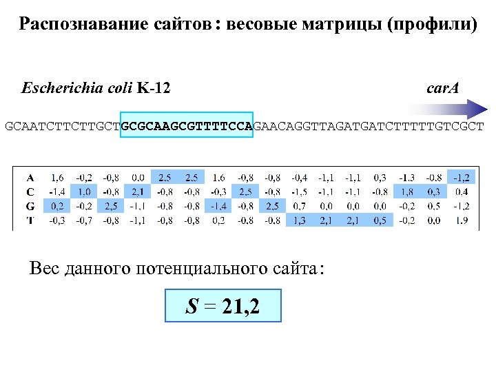 Распознавание сайтов : весовые матрицы (профили) Escherichia coli K-12 car. A GCAATCTTCTTGCTGCGCAAGCGTTTTCCAGAACAGGTTAGATGATCTTTTTGTCGCT Вес данного