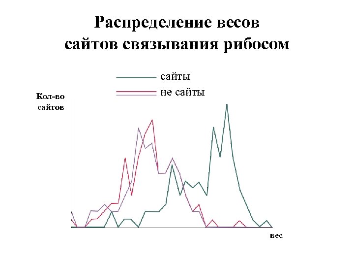 Распределение весов сайтов связывания рибосом Кол-во сайтов сайты не сайты вес 