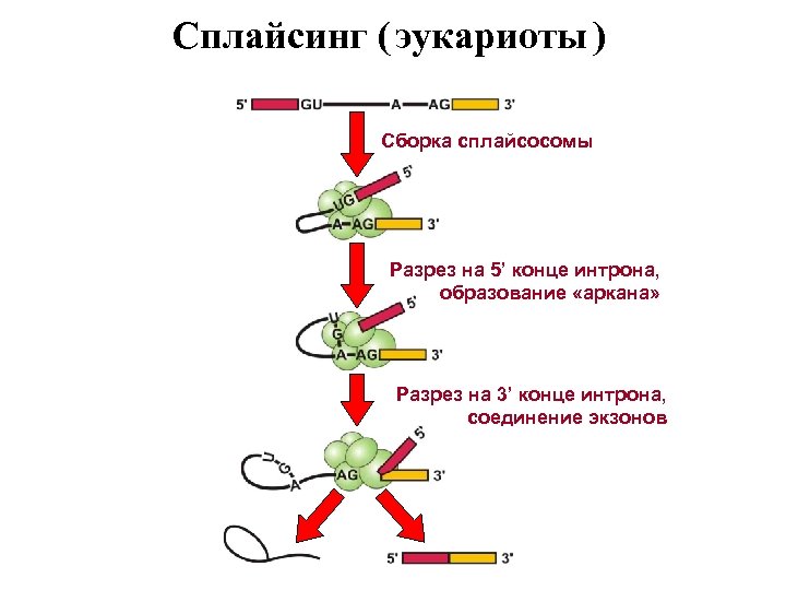 Сплайсинг ( эукариоты ) Сборка сплайсосомы Разрез на 5’ конце интрона, образование «аркана» Разрез