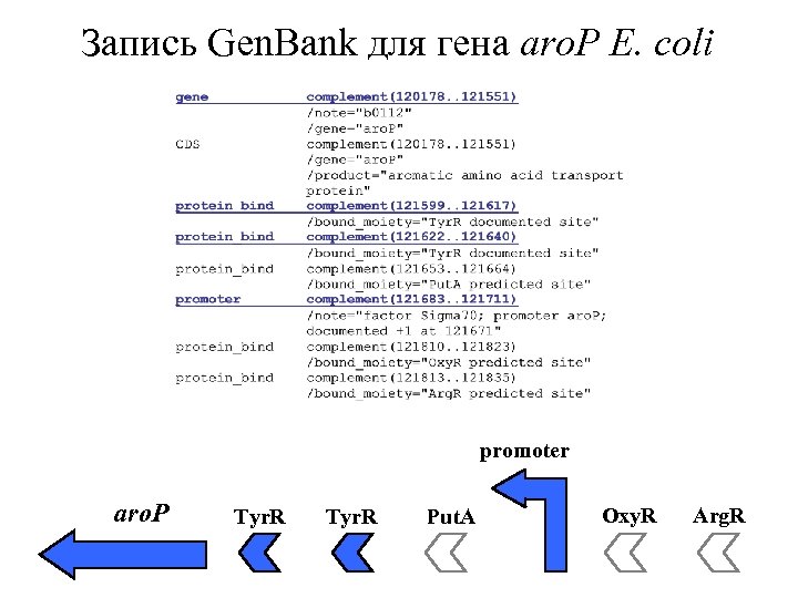 Запись Gen. Bank для гена aro. P E. coli promoter aro. P Tyr. R