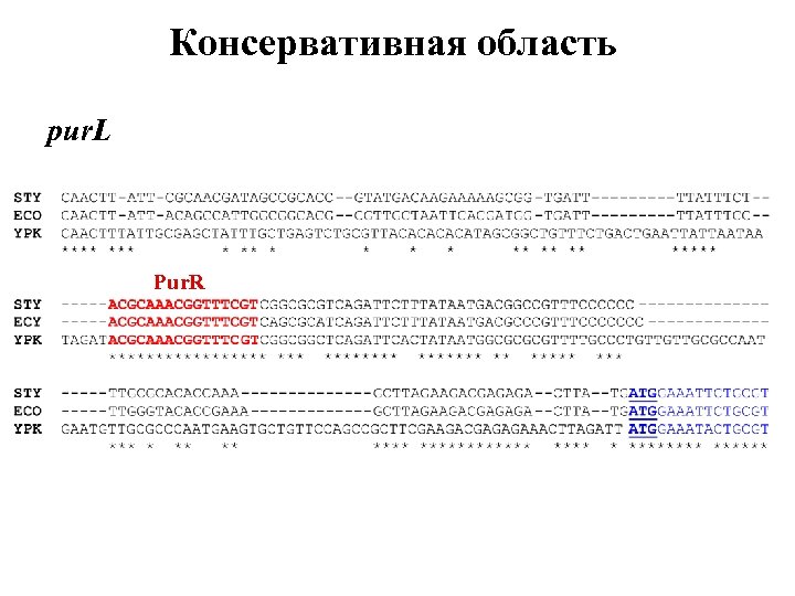 Консервативная область pur. L Pur. R 