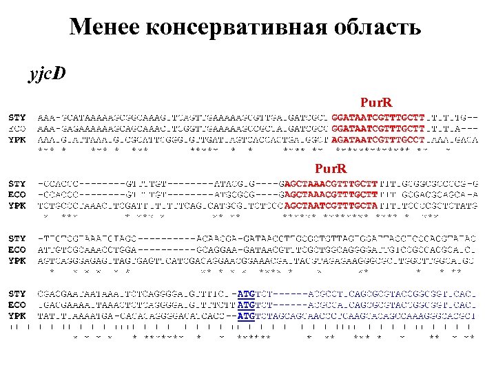 Менее консервативная область yjc. D Pur. R 