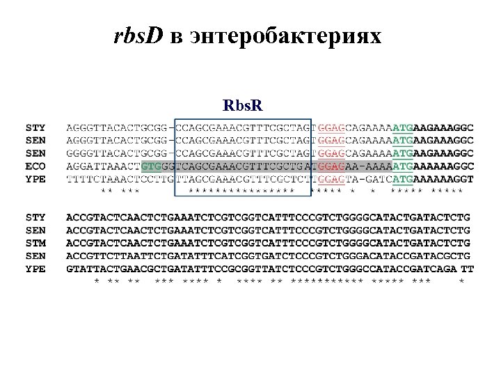 rbs. D в энтеробактериях Rbs. R 