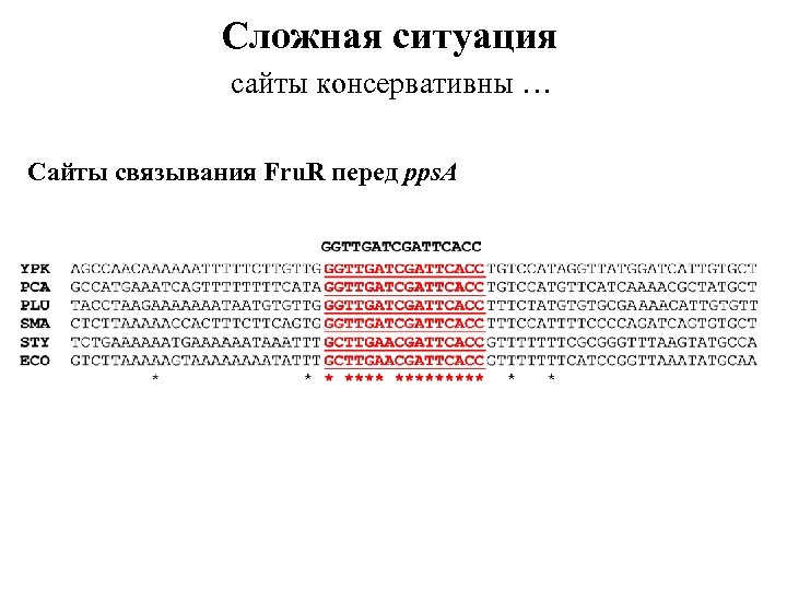 Сложная ситуация сайты консервативны … Сайты связывания Fru. R перед pps. A 