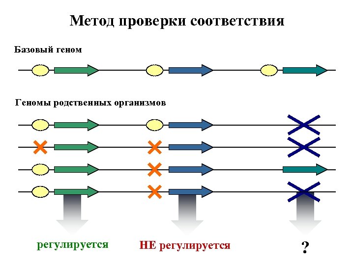 Метод проверки соответствия Базовый геном Геномы родственных организмов регулируется НЕ регулируется ? 