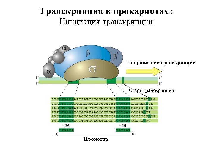 Транскрипция в прокариотах : Инициация транскрипции Направление транскрипции Старт транскрипции Промотор 