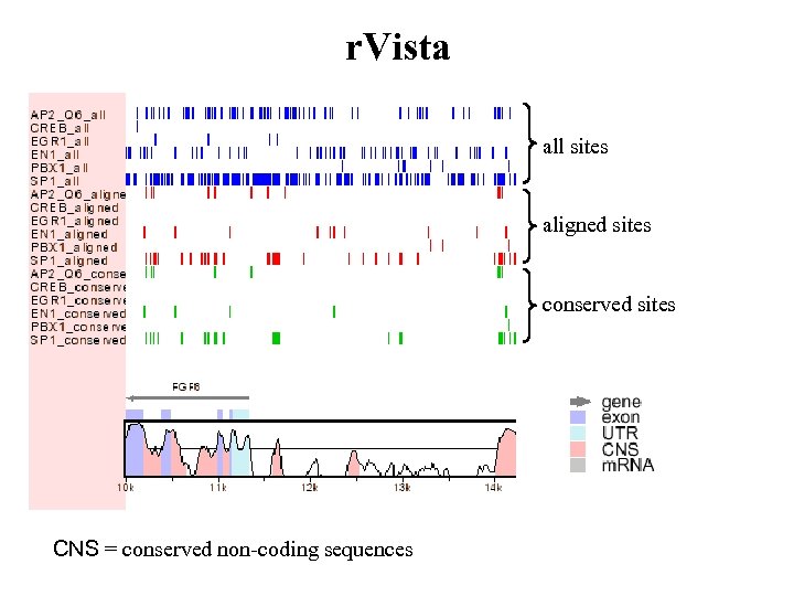 r. Vista all sites aligned sites conserved sites CNS = conserved non-coding sequences 