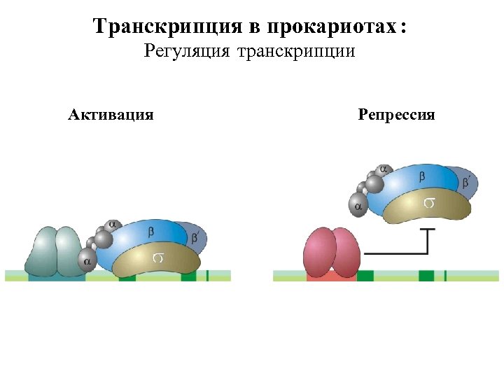 Транскрипция в прокариотах : Регуляция транскрипции Активация Репрессия 