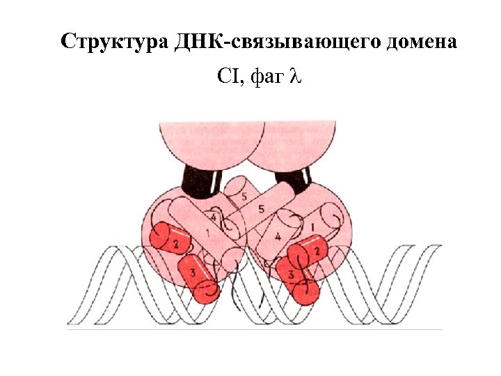 Структура ДНК-связывающего домена CI, фаг l 