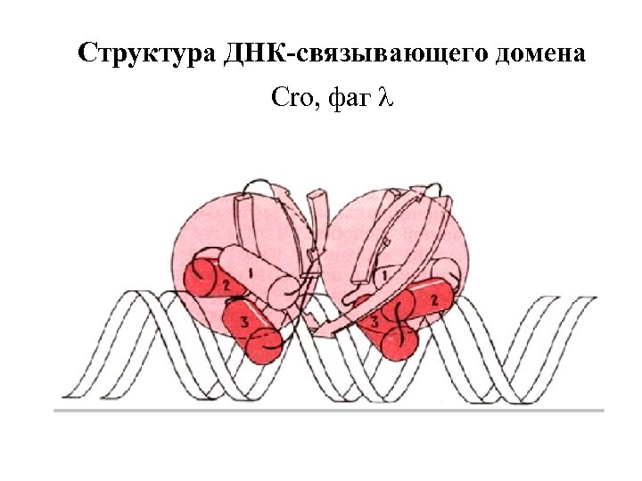 Структура ДНК-связывающего домена Cro, фаг l 