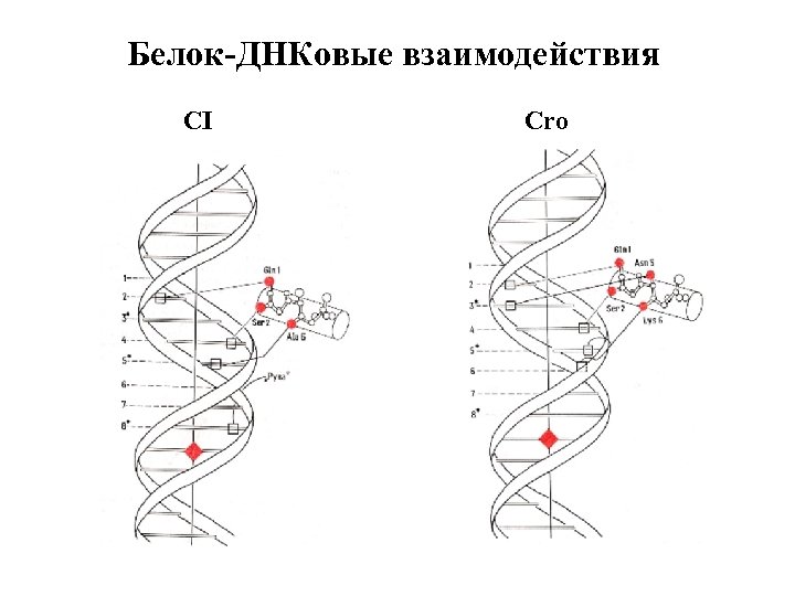 Белок-ДНКовые взаимодействия CI Cro 