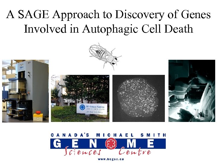 A SAGE Approach to Discovery of Genes Involved in Autophagic Cell Death 