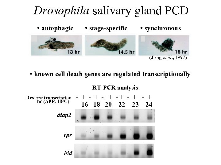 Drosophila salivary gland PCD • autophagic • stage-specific • synchronous (Jiang et al. ,