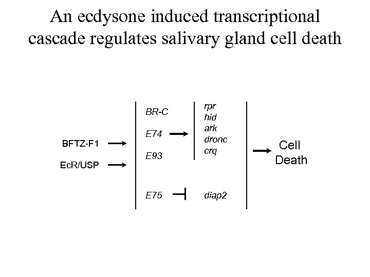 An ecdysone induced transcriptional cascade regulates salivary gland cell death BR-C BFTZ-F 1 Ec.