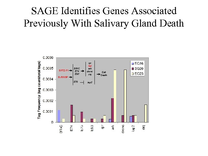 SAGE Identifies Genes Associated Previously With Salivary Gland Death BFTZ-F 1 BR-C E 74