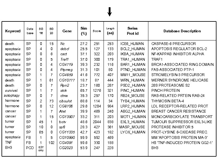 Keyword death apoptosis apoptosis death survival autophagy hormone cancer tumor apoptosis TNF BH 3