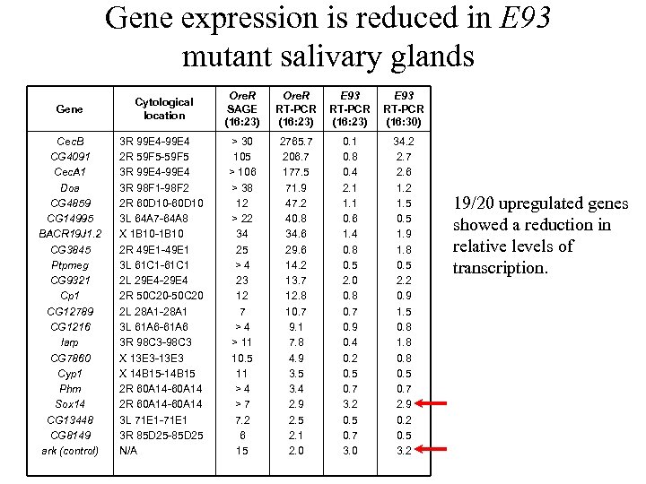 Gene expression is reduced in E 93 mutant salivary glands Gene Cytological location Ore.