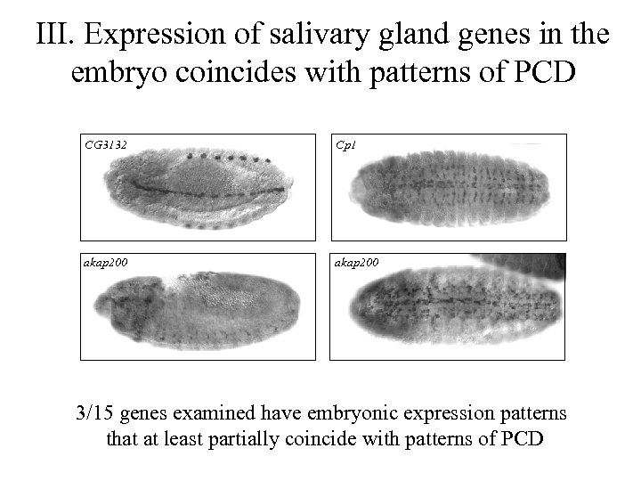 III. Expression of salivary gland genes in the embryo coincides with patterns of PCD