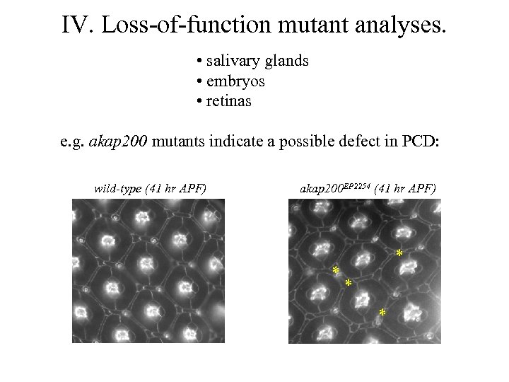 IV. Loss-of-function mutant analyses. • salivary glands • embryos • retinas e. g. akap