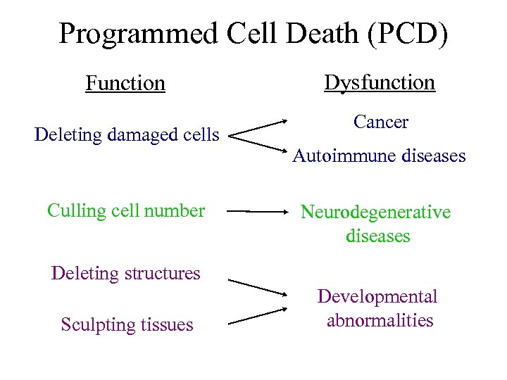 Programmed Cell Death (PCD) Function Deleting damaged cells Culling cell number Dysfunction Cancer Autoimmune