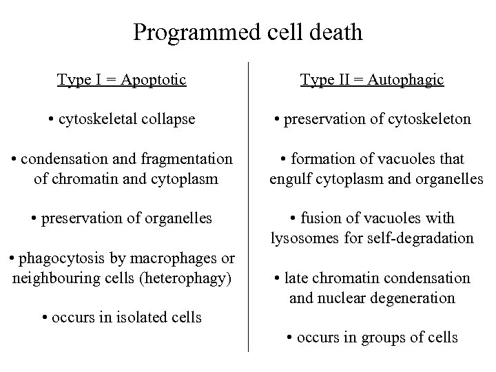 Programmed cell death Type I = Apoptotic Type II = Autophagic • cytoskeletal collapse