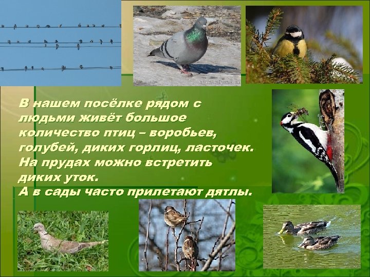 В нашем посёлке рядом с людьми живёт большое количество птиц – воробьев, голубей, диких