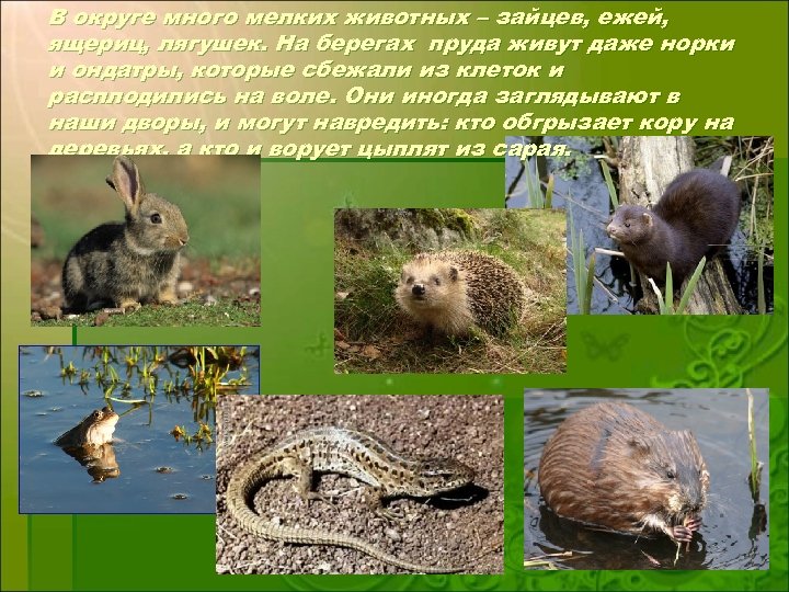 В округе много мелких животных – зайцев, ежей, ящериц, лягушек. На берегах пруда живут