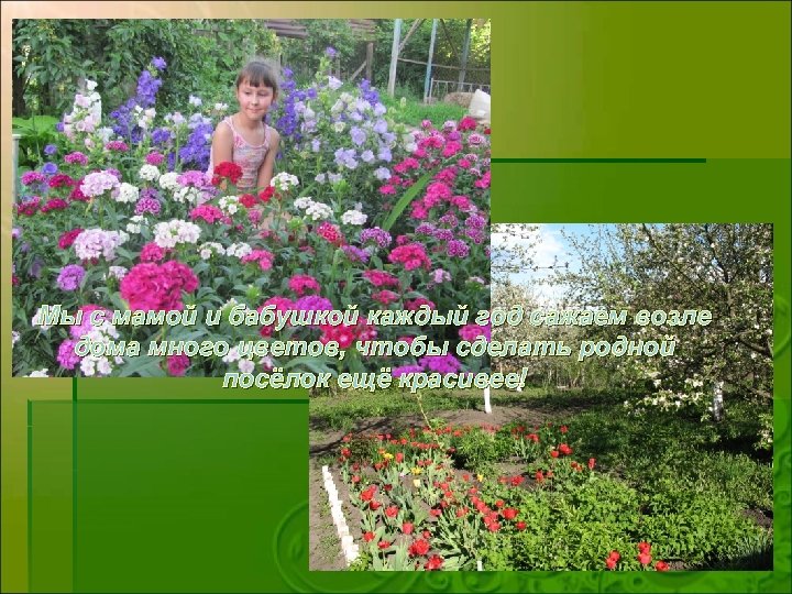 Мы с мамой и бабушкой каждый год сажаем возле дома много цветов, чтобы сделать