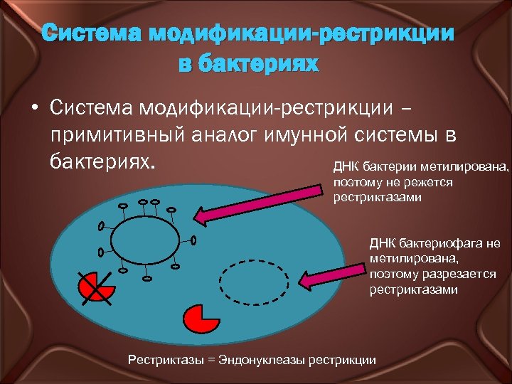 Система модификации-рестрикции в бактериях • Система модификации-рестрикции – примитивный аналог имунной системы в бактериях.