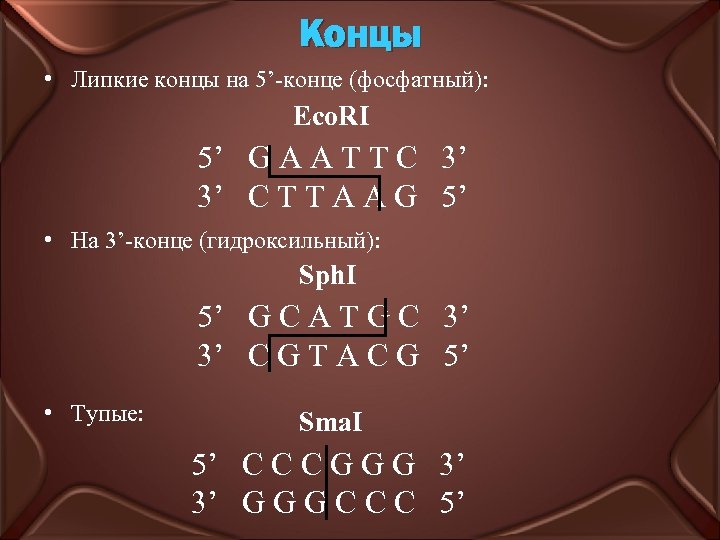 Концы • Липкие концы на 5’-конце (фосфатный): Eco. RI 5’ G A A T