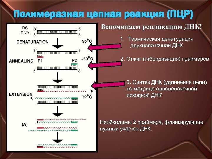 Полимеразная цепная реакция (ПЦР) Вспоминаем репликацию ДНК! 1. Термическая денатурация двухцепочечной ДНК 2. Отжиг