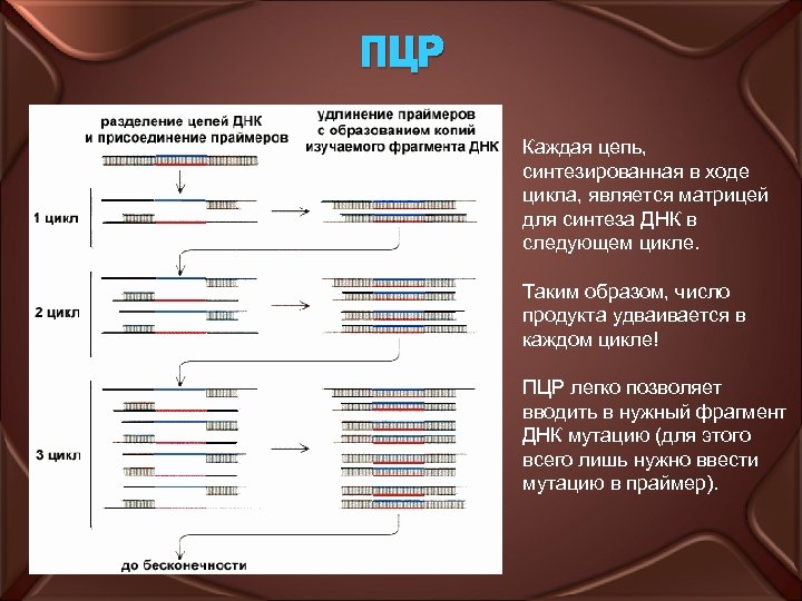 ПЦР Каждая цепь, синтезированная в ходе цикла, является матрицей для синтеза ДНК в следующем