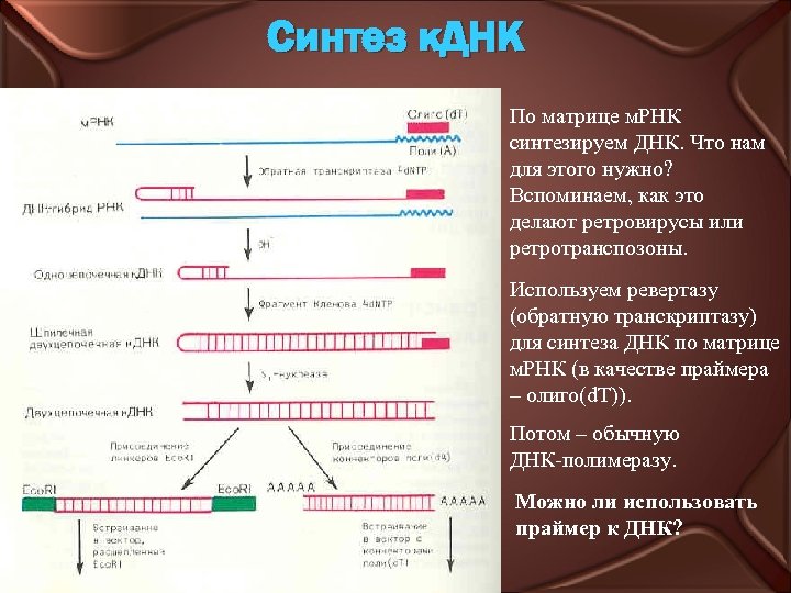 Синтез к. ДНК По матрице м. РНК синтезируем ДНК. Что нам для этого нужно?