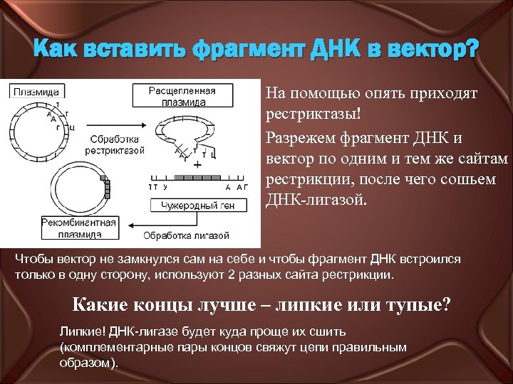 Как вставить фрагмент ДНК в вектор? На помощью опять приходят рестриктазы! Разрежем фрагмент ДНК